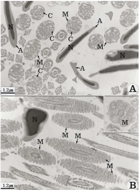 Fig. 2. Electron micrographs of the epididymal tubules in the stirped field mice exposed to corn oil (A) and 4t-octylphenol 800  mg/kg (OP800) (B)
