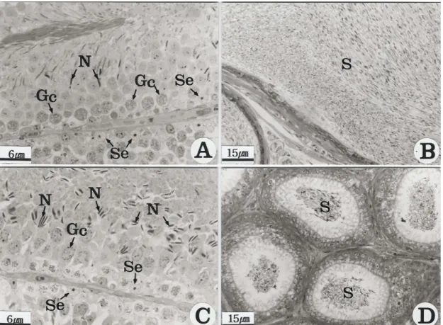Fig. 4. Light micrographs of the reproductive organs in the striped field mice exposed to corn oil (A, B) and 4t-octylphenol  800 mg/kg + nonylphenol 900 mg/kg (OPNP) (C, D)