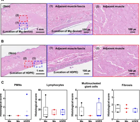 Fig. 7. In vivo biocompatibility studies. Hematoxylin and eosin images of stained tissue sections at 5 weeks after implantation of (A) devices and (B) samples of 