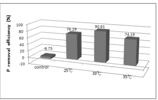 Fig. 5. Concentration variation of P in the treatments  (live and dead cells of Pseudomonas sp.) and  control(no  cells)  as  a  function  of  time.