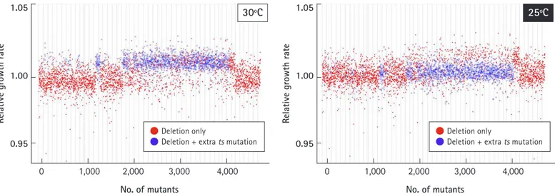 Fig. 6.  Optimization of culture temperature. To check the effects of temperature-sensitive mutants (ts-mutants) from a subset of the  library on the growth profile, it was determined whether 25°C or 30°C would be optimal for cell cultivation