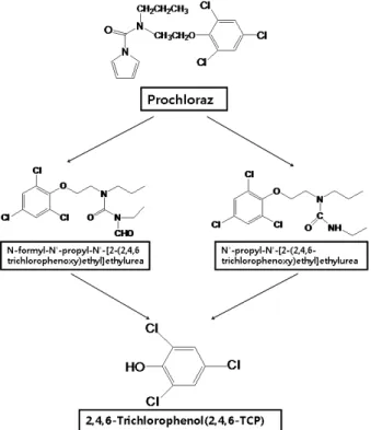 Fig. 1. Biotransformation of prochloraz.파야 ,  오렌지를 대상으로 HPLC-UV를 이용하였으며, Bien-venida  등(2007)7)은  과일쥬스에서  LC-TOFMS를  이용하여 잔류분석을 하였다