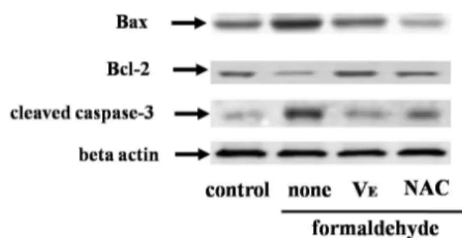 Fig. 3. Effect of antioxidants on formaldehyde-induced  alteration of Bcl-2, Bax and caspase-3 in cultured HepG2  cells