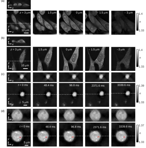 Fig. 4. (a),(b) 3D RI distribution of (a) Chinese hamster ovary (CHO) and (b) NIH 3T3