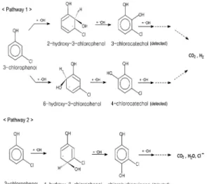 Fig. 5. Effect of initial concentration on 3-chloro phenol  degradation by the UV-Fenton process (Experimental  conditions: pH=3.0, Fe 2+ =1mM, H 2 O 2 =1mM,  Temp.= 25±1℃).