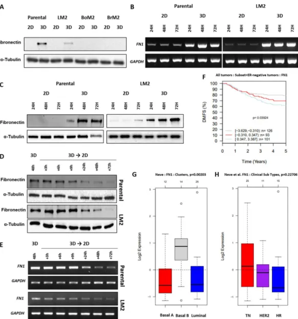 Figure 1.  Changes in fibronectin expression of TNBCs in 3D and in vivo gene set analysis
