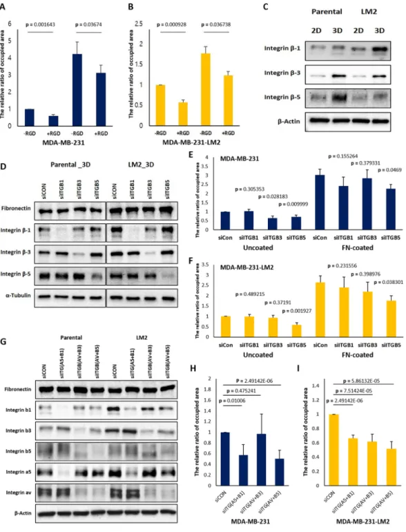 Figure 5.  RGD peptides and integrin β-5 silencing disturb cell attachment from 3D to 2D