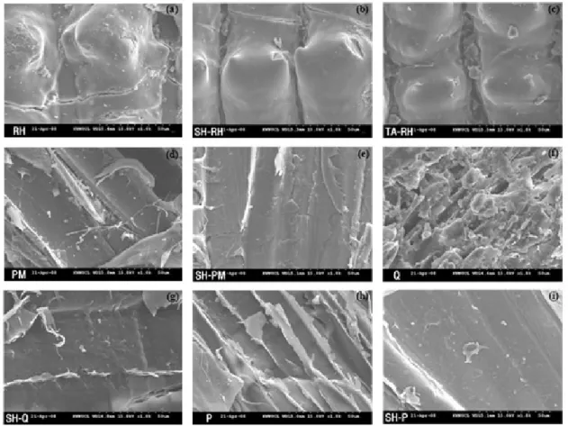 Fig. 2. Scanning electron microphotographs of different sources of  biosorbents with and without chemical modification  Treatment codes are described in Table 1.