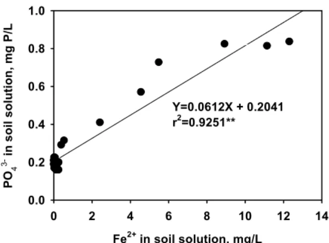 Fig. 6. Relationship between iron reduction and  phosphorus solubilization in flooded paddy soil