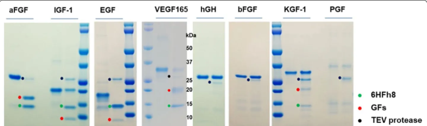 Fig. 3  Analysis of the feasibility of original target protein liberation by TEV protease treatment