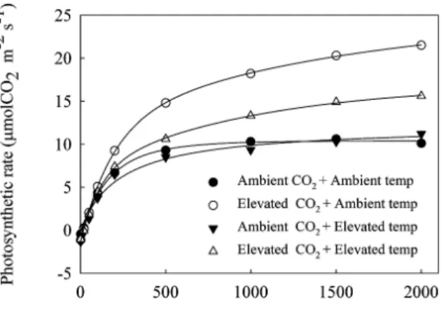 Fig. 2. Electron photomicrographs of mesophyll tissues showing starch grains. Ambient(A) or elevated(B) CO 2