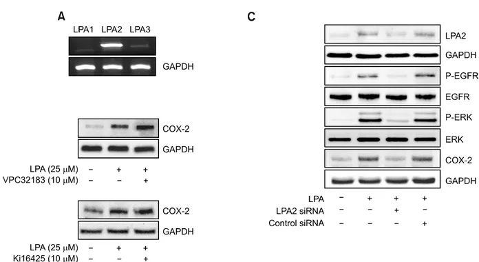 Figure 4.  LPA2 is responsible for phosphorylation of EGFR and ERK, as well as COX-2 expression