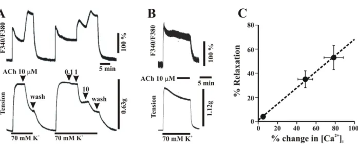 Fig. 2. Effect of 4-DAMP and L-NAME on ACh-induced changes of [Ca 2+ ]