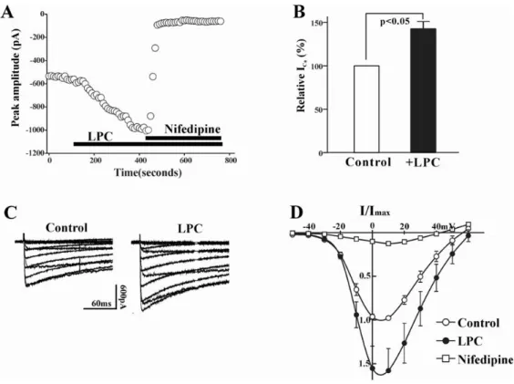 Fig. 1. (A) Plot of Ca 2+  currents evoked by repetitive step depolarization from －80 mV to 0 mV versus time