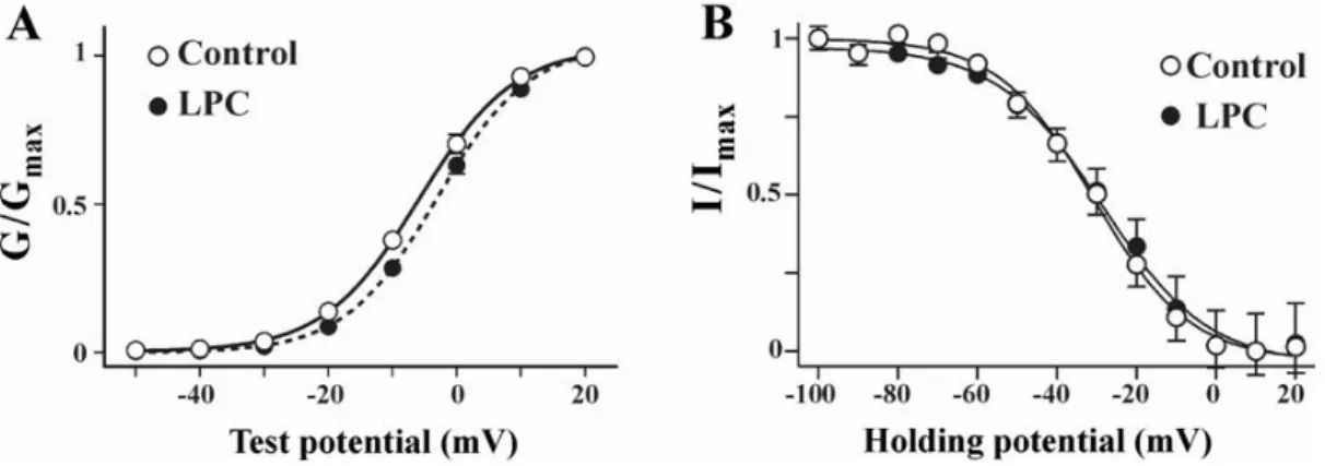 Fig. 2. Steady state activation and inactivation curves of ICa(L)  obtained before and after LPC application