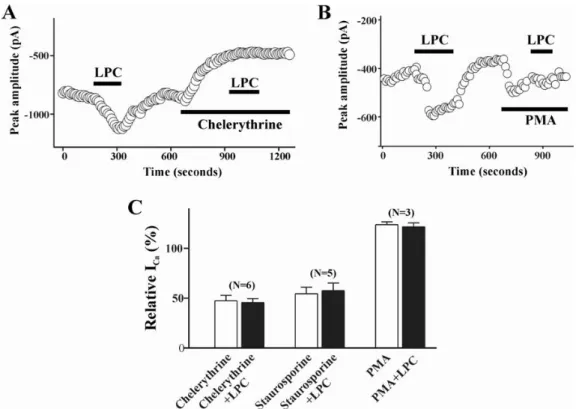 Fig. 3. Effect of PKC on LPC-induced change of ICa(L) . Plot of Ca 2+  currents evoked by repetitive step depolarization from －80 mV to