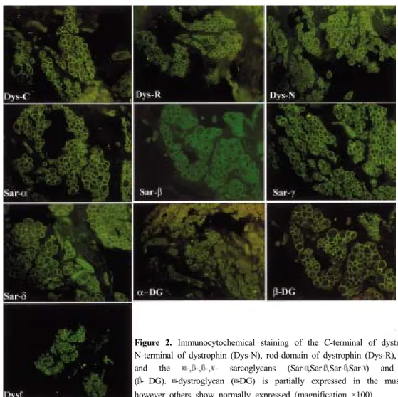 Figure 2. Immunocytochemical staining of the C-terminal of dystrophin (Dys-C), 
