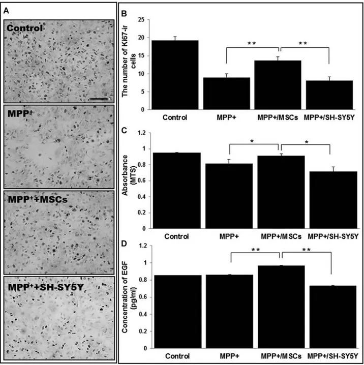 Figure 8. Direct effect of hMSCs on survival of neural progenitor cells (NPCs) in vitro