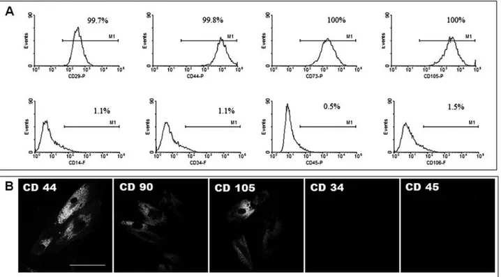 Figure 2. Flow cytometric analysis (A) and immunofluorescent labeling of hMSCs (B). Scale bar: 100 µm.
