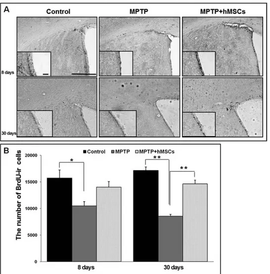 Figure 4. Effect of hMSCs on neurogenesis in the subventricular zone (SVZ) of MPTP-induced PD 