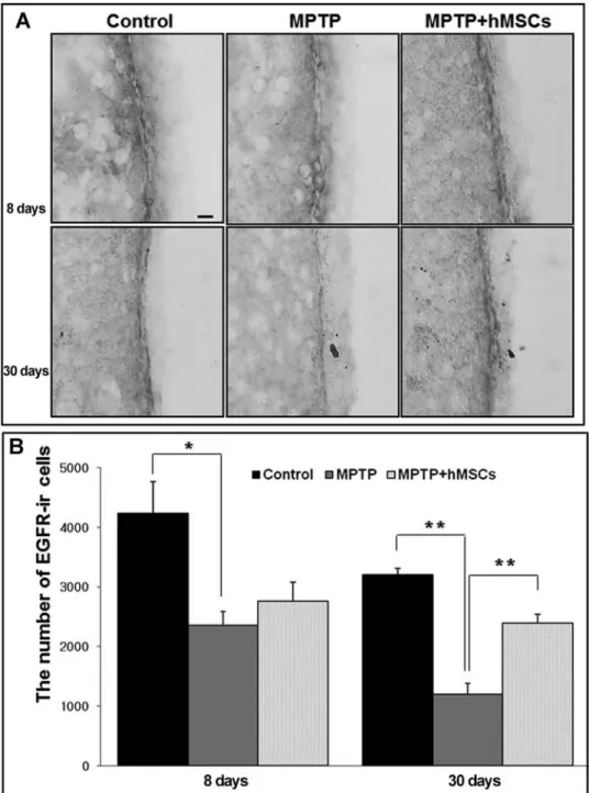 Figure 7. Modulatory effect of hMSCs on expression of epidermal growth factor receptor (EGFR) in 