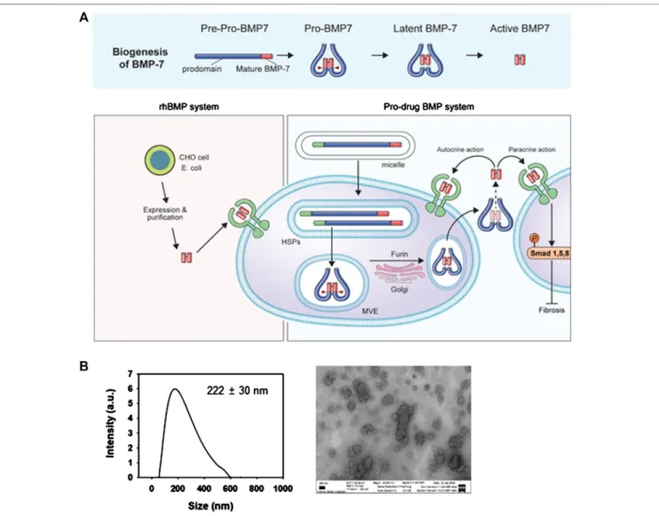 FIGURE 1 | Schematic diagram and preparation of micellized PTD-BMP-7. (A) Schematic diagram of biogenesis of latent bone morphogenetic protein-7 (BMP-7) (upper), and developmental strategy of micellized PTD-BMP-7 compared to soluble rhBMP-7 (lower)