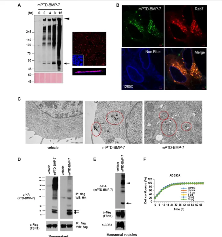 FIGURE 2 | Endosomal transduction of micellized PTD-BMP-7 (mPTD-BMP-7) and exosomal secretion of bone morphogenetic protein-7 (BMP-7)