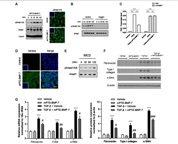FIGURE 3 | Micellized PTD-BMP-7 (mPTD-BMP-7) antagonizes transforming growth factor-beta (TGF- β)–mediated epithelial–mesenchymal transition (EMT) via activation of SMAD1/5/8
