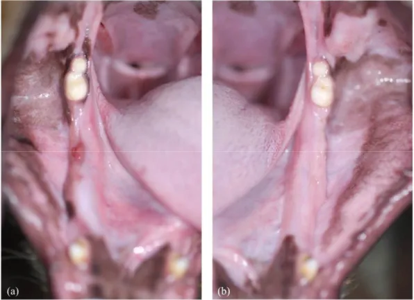 Fig.  1.  Macroscopic  assessment  of  the  extraction  sites  in  the  pilot  study.  (a)  Right  mandible  (post-extraction  1  month)  showing  a  small  inflammatory lesion,  and  (b)  left  mandible (post-extraction 2 months) showing complete mucosal 