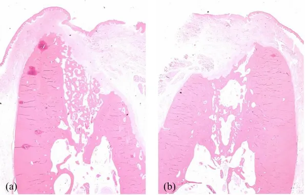 Fig.  6.  Representative  histologic  images  of  the  extraction  socket  in  the  CON  animal  (x1.25)