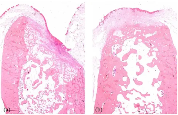 Fig. 8. Representative histologic images of the septal bone in the CON animal (x1.25)