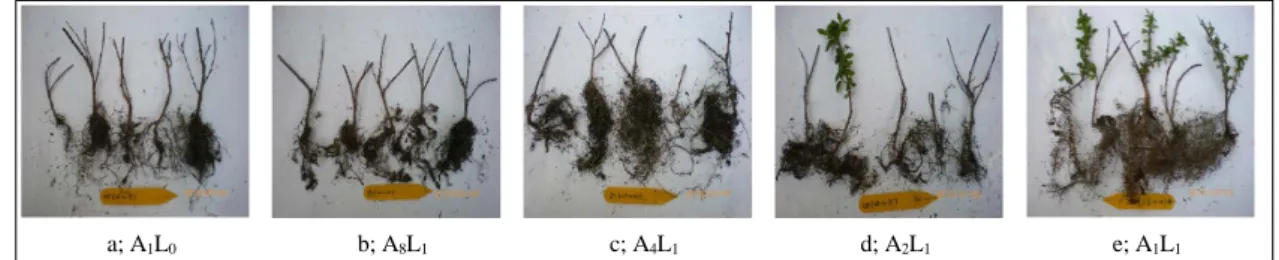 Fig. 4. Pattern of survival rate of Cotoneaster horizontalis Decne. as affected by amended soil and organic soil conditioner  ratio in the container type for wall-planting at Jun(A 1 L 0 ; Amended soil 100% + Leafmold 0%,  A 1 L 1 ; Amended soil  50% + Lea