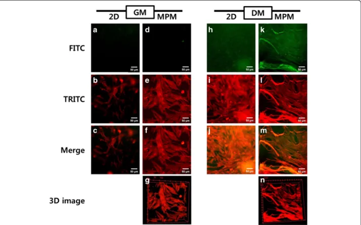 Fig. 5 Immunofluorescence images of C2C12 cells in GHPA hydrogels. 2D fluorescence images of C2C12 myoblasts in GM (a-c) and DM (h-j) and MPM images of C2C12 myoblasts in GM (d-g) and DM (k –n)