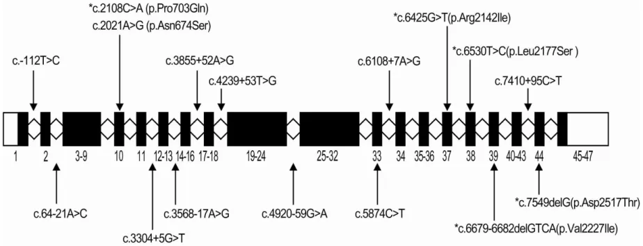 Figure 4. Five novel mutations and eleven polymorphisms in NIPBL gene identified from the 13 unrelated CdLS patients in this study