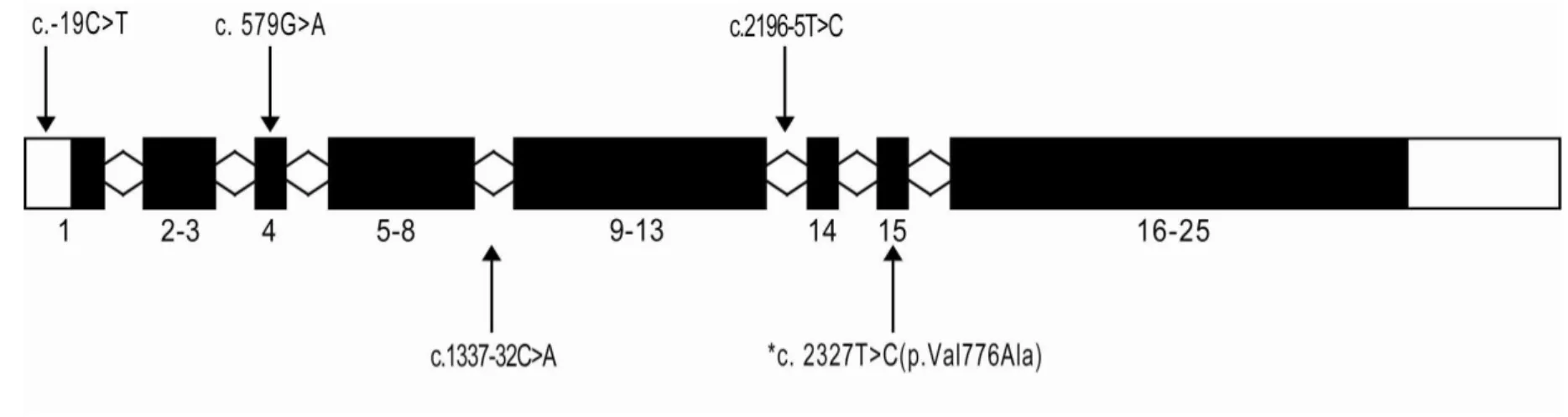 Figure  6.  One  novel  mutation  and  four  polymorphisms  in  SMC1A  identified  from  the  8  unrelated  CdLS  patients  who  did  not  have  mutations in NIPBL