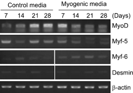 Fig. 1. Myogenic  differentiation  of  primary  cultured  ADSCs 