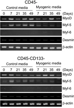 Fig. 3. Myogenic  differentiation  of  isolated  ADSCs  with  us-