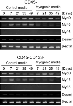Fig. 3. Myogenic  differentiation  of  isolated  ADSCs  with  us-