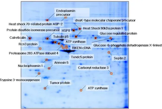 그림  1.  1.  1.  NIH/3T3  1.  NIH/3T3  NIH/3T3  NIH/3T3  세포의  세포의  대조군  세포의  세포의  대조군  대조군  단백체  대조군  단백체  단백체  단백체  지도 지도 지도...
