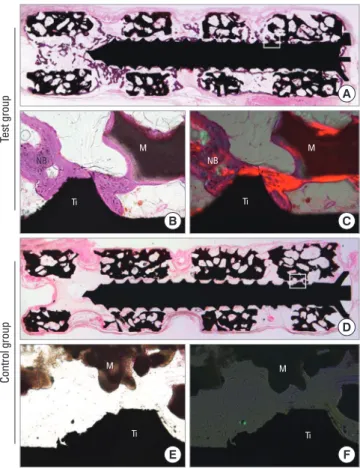Figure 5.  (A) Scanning electron microscopy (SEM) images of the test  group (recombinant human bone morphogenetic  protein-2/macro-porous biphasic calcium phosphate blocks [bMBCPs]) 8 weeks after  subcutaneous implantation in rats (×50)