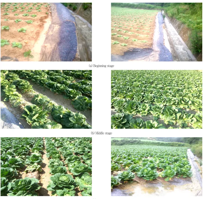 Fig.  4  Cultivation  photos  with  respect  to  experimental  treatment  (left  :  control  plot,  right  :  SPG  plot)
