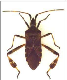 Fig. 1. Leptoglossus occidentalis Heidemann, 1910, female.