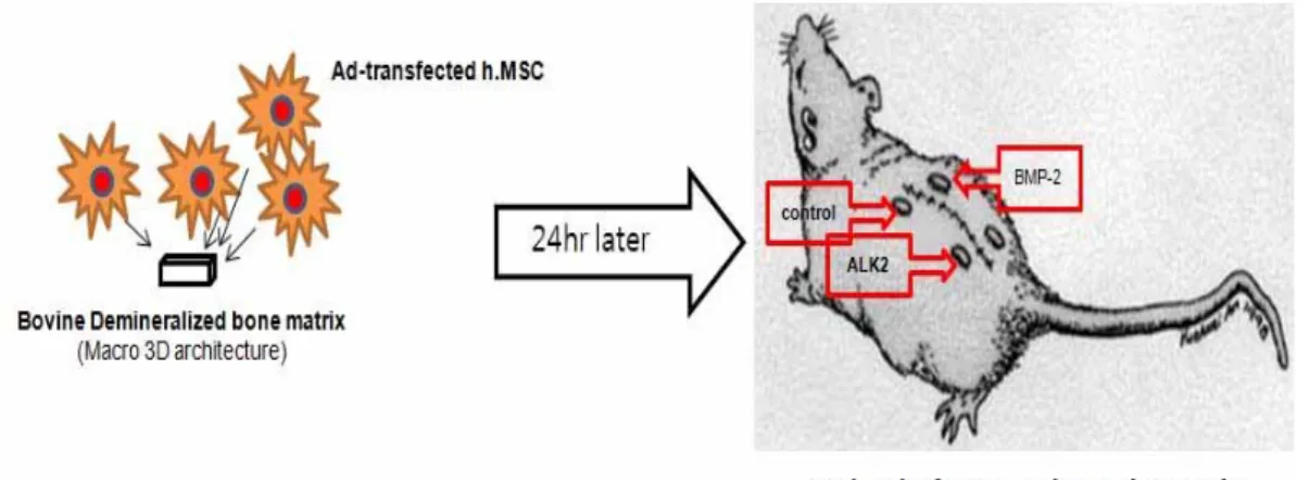 Figure 2. Implantation of genetic modified hMSCs-adhered bDBM sponges to nude  mice Sponges were implanted to subcutaneous part of mice and maintained for 2 or 4 weeks