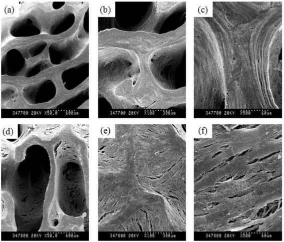 Figure 7. SEM photograph of only bDBM sponge (a~c) and hMSCs-adhered bDBM  sponge (d~f) All groups were cultured with the osteogenic media for 14 days at 90rpm