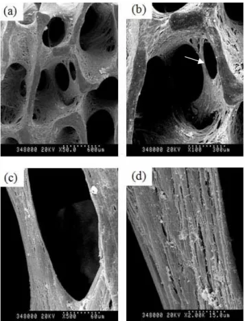Figure 9. SEM photograph of Ad/ALK-2-transduced hMSCs-adhered bDBM sponge  Cell-adhered bDBM sponges were cultured with the osteogenic media for 14 days at 90rpm