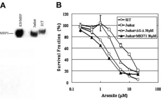 Figure 8. Expression of MRP1 and the resistance to sodium arsenite in Jurkat cells. (A) Crude membranes (100 ␮g protein) were prepared and separated by 7.5% SDS-PAGE and transferred to a PVDF membrane