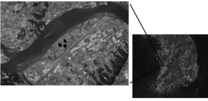Fig. 1 Soil  sampling  point  location  in  giant  miscanthus  planted  site  (●:  abandoned  field,  ■:  1  year  old  giant  miscanthus  field,  ▲:  2  year  old  giant  miscanthus  field)