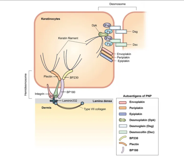 FIGURE 2 | Schematic representation of a membrane-associated adhesive junction in the epidermis and autoantigens in PNP