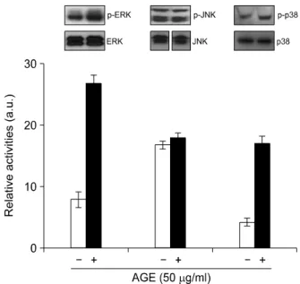 Figure  3.  Effects of AGEs on phosphorylation of MAPKs in RAoSMC. 