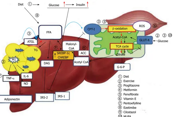 Figure 1  Mechanism of hepatic insulin resistance and the key pathway of drug action. Delivery of FFAs to the liver and skeletal muscle is increased in insulin 